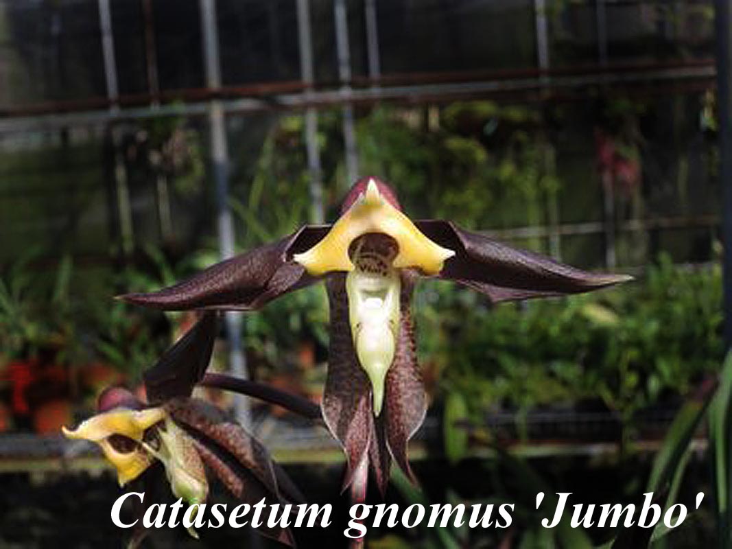 Catasetum gnomus \'Jumbo\'
